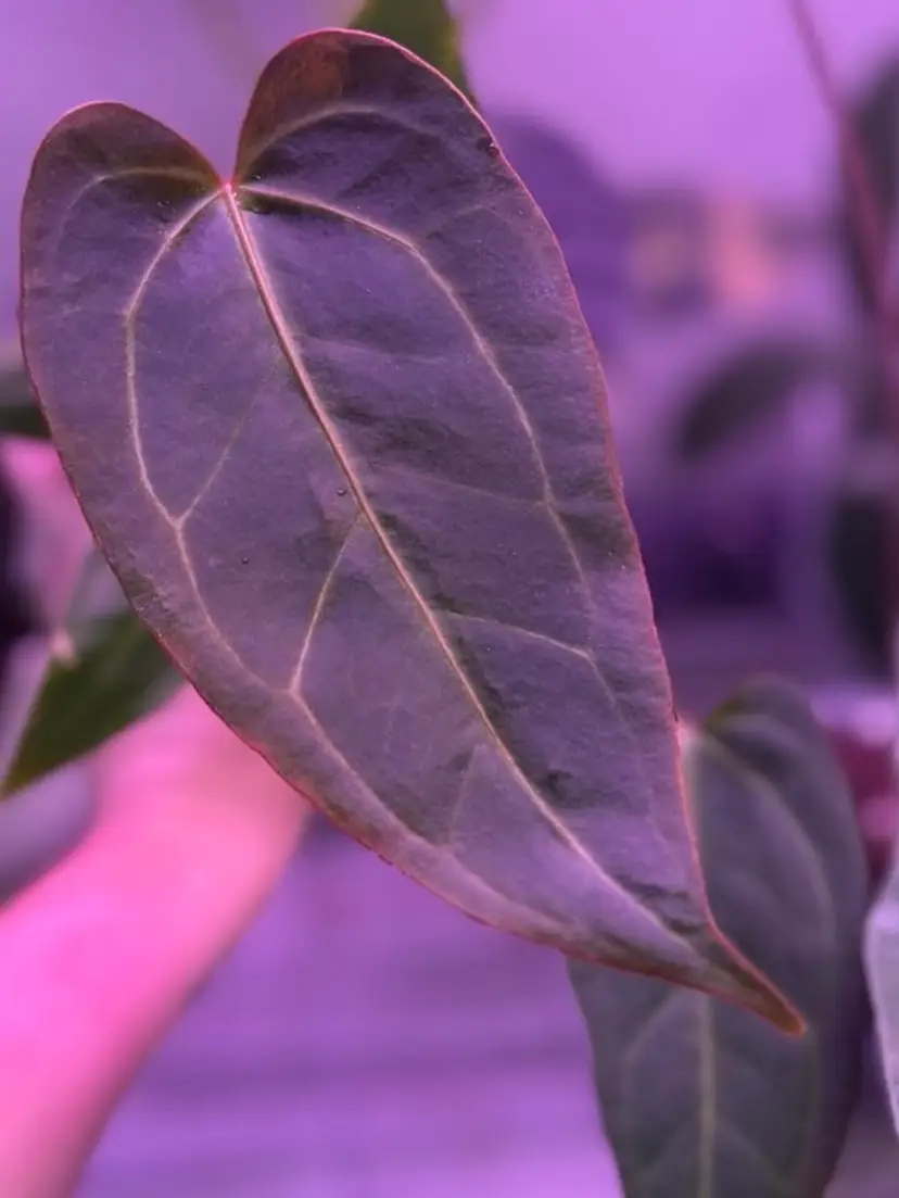 Livestream thumbnail