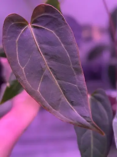 Anthuriums & Alocasias With MK - They’re Still Alive, Shockingly