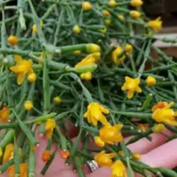 Hatoria salicornioides