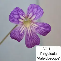 SC-11-1 Pinguicula "Kaleidoscope"
