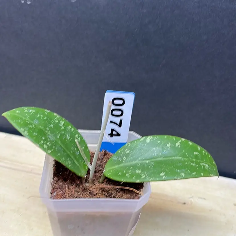 74 Hoya phukwai lao (epc 779)