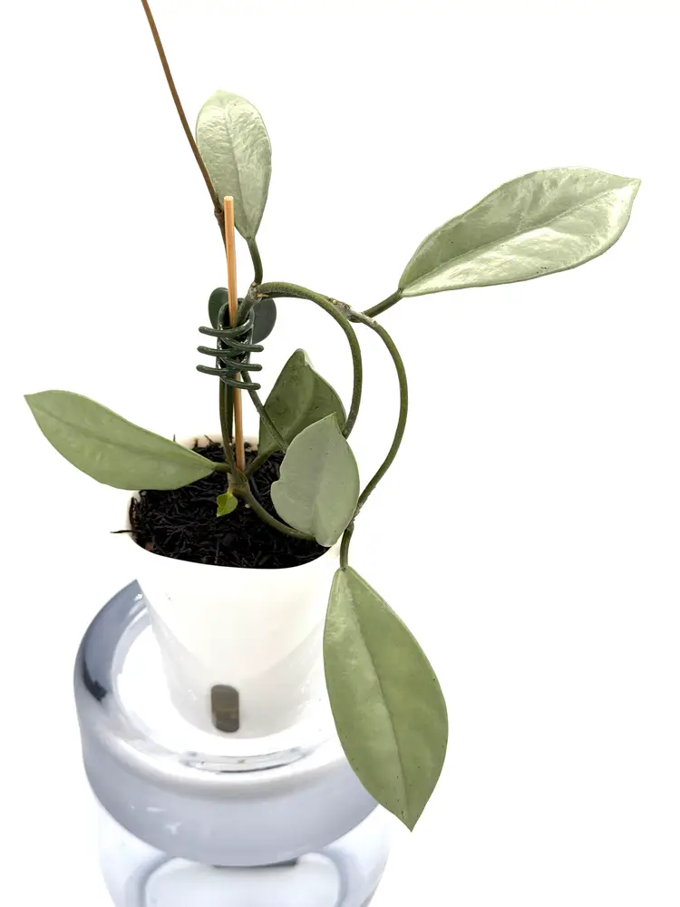 Hoya Wilbur Graves Silver