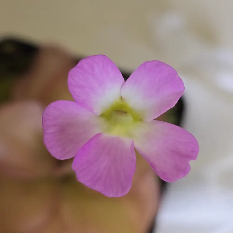 Pinguicula spec. Guatemala (L91-10)