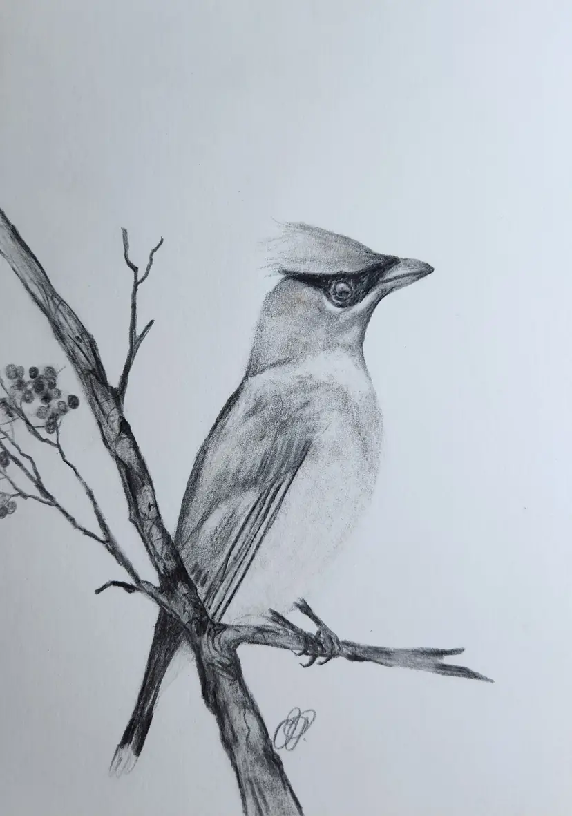 Cedar Waxwing Original Graphite Drawing Signed By The Artist 5x7 B&W