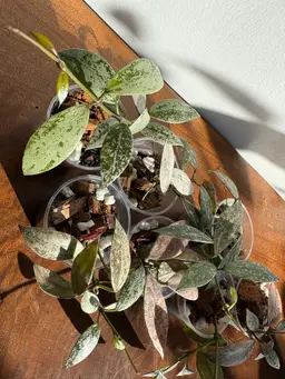 Hoya lacunosa ‘Laos’ splash