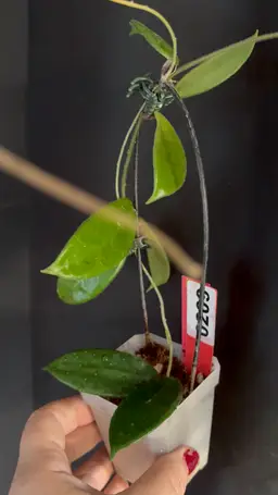 209 Hoya vangviengiensis
