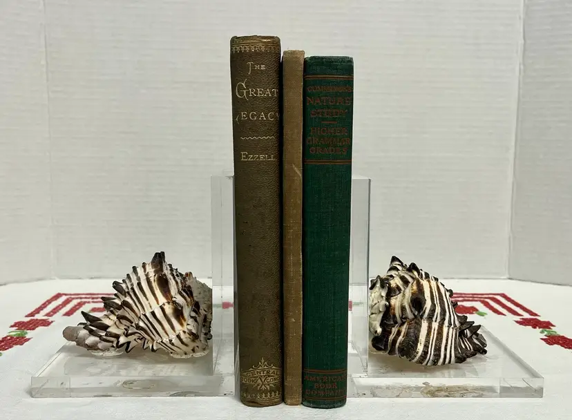 Black Murex Sea Shells On Lucite Acrylic Clear Bookends Pair Of 2