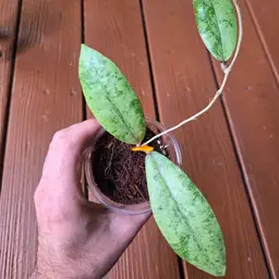 Hoya aff Lambii silver Clone 3