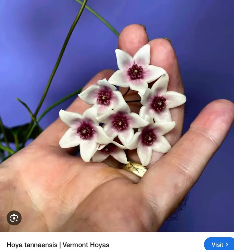 Hoya Tannaensis (Vermont Hoya Collection)