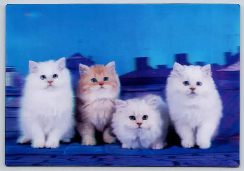 Postcard White Cats on the Boardwalk 3D Lenticular Felis catus Kittens - 11916