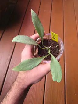 Hoya New Guinea ghost