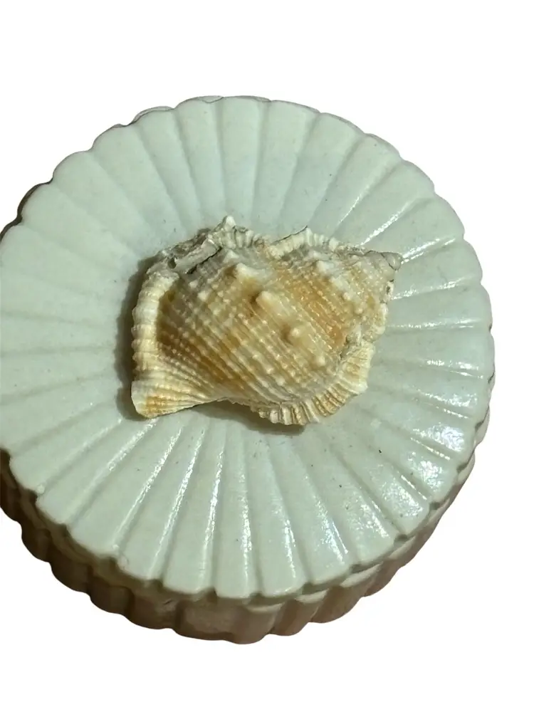 Beautiful Shell Late 20’s MCM Trinket Box