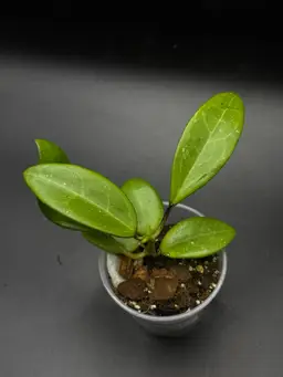**Seedling** Hoya RHM 2507 KZ-08 (AH ‘Black Tiger’ x OP)
