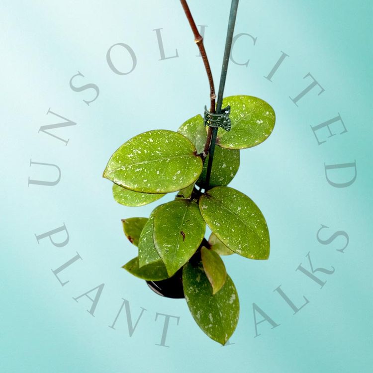 PS0259 - Hoya AH053