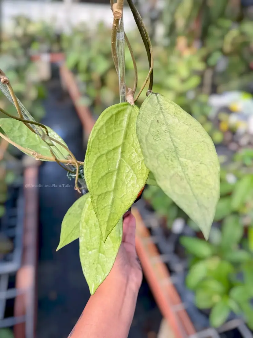 PS0259 - Trellised Hoya ‘Germany’ (silver)