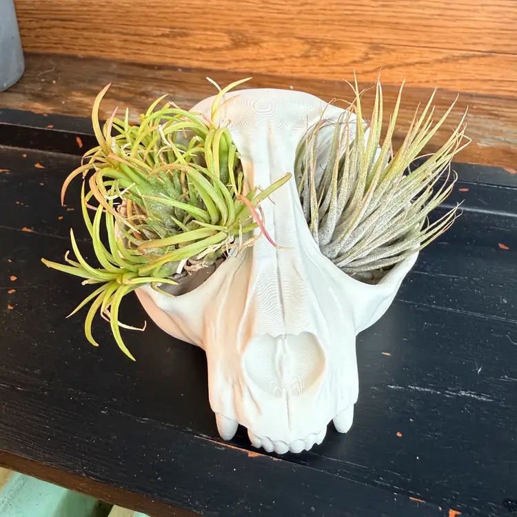 Skull Air Plant/Succulent Display - Bone White
