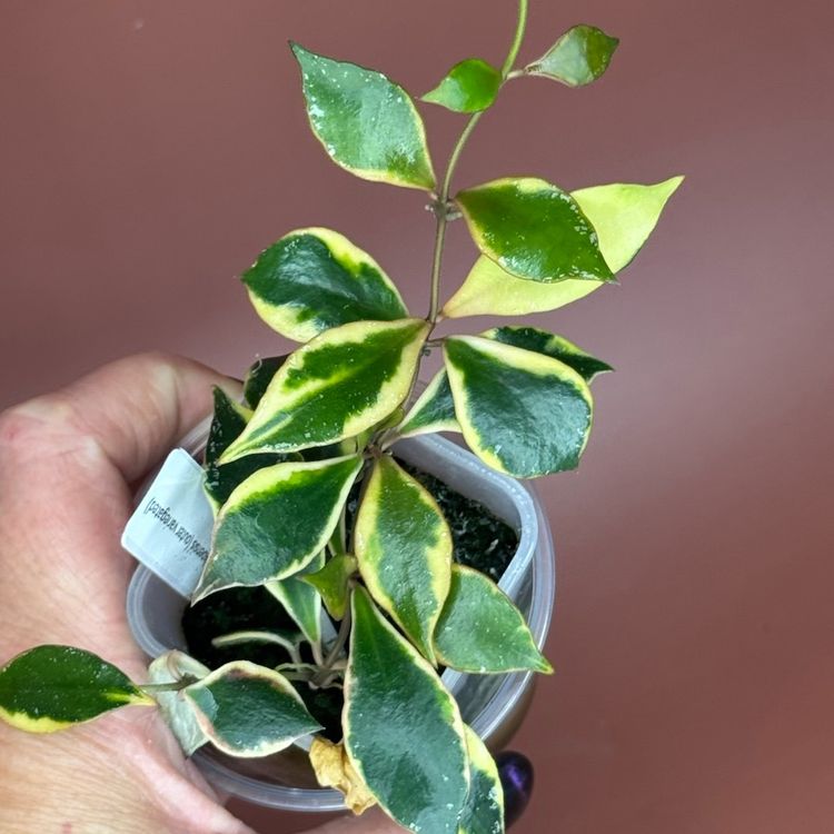 #3652 Hoya Bakoensis (outer variegated)