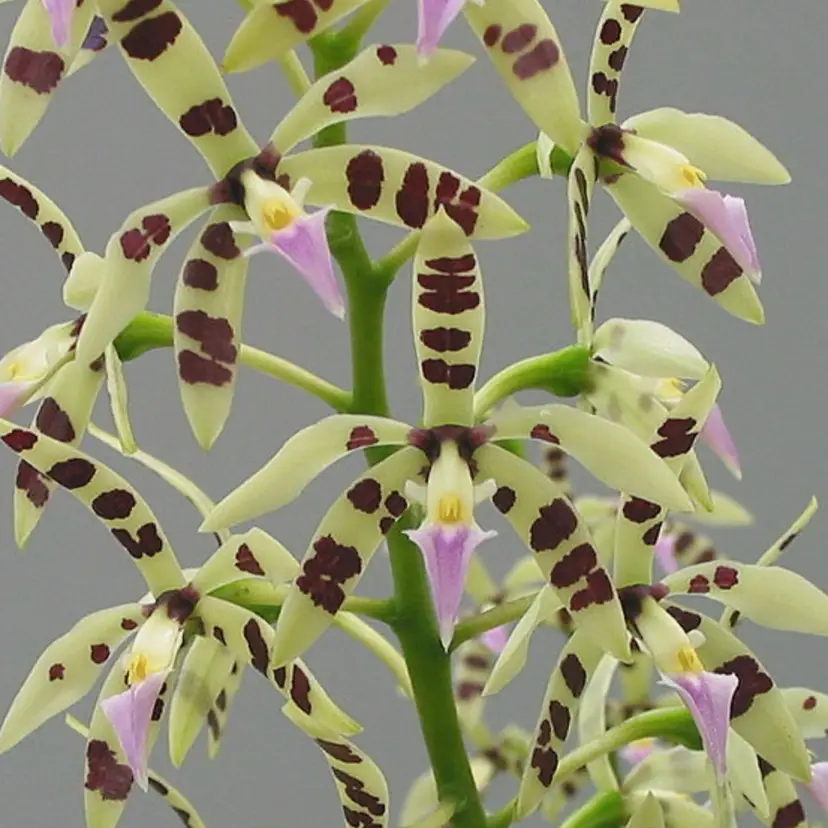 Prosthechea prismatocarpa