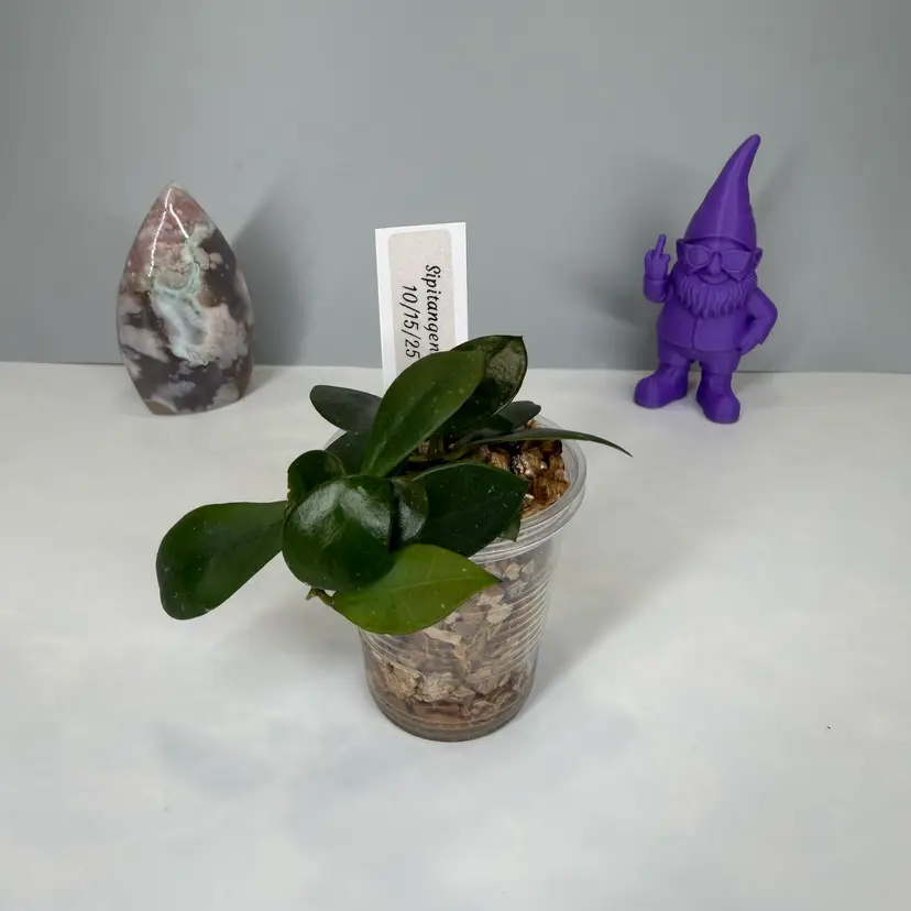 59 Sipitangensis