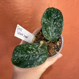 Hoya SMS ‘Leland Joseph’ (see description)