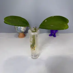 T14 Kerrii (Quilted Leaves) Rooted Cutting