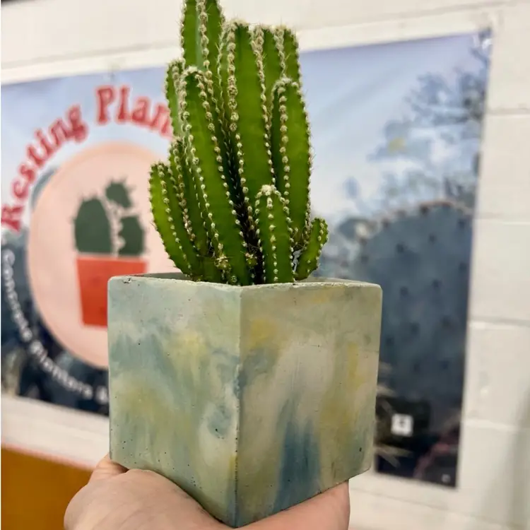 3.5 Green & Teal Square Concrete Planter