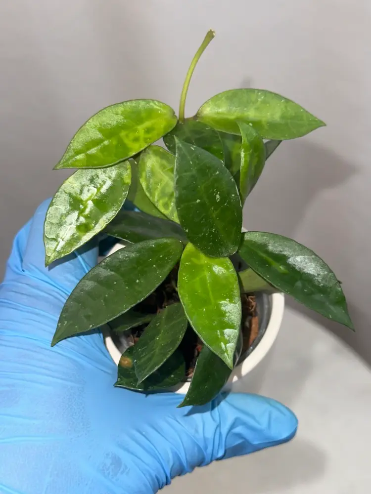 Hoya lacunosa ‘Amarillo’ - 2 inch pot