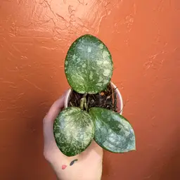 Hoya DMW001-C wibergiae round