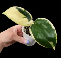 Hoya illagorium (outer variegated)