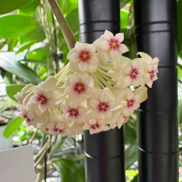 3075 Hoya WRX20-100 ‘Little Pachyclada’ (subquintuplinervis x ‘Patricia’)