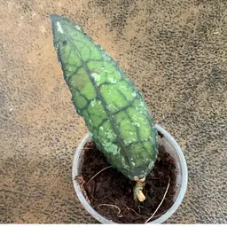 B19 Clemensorium small leaf