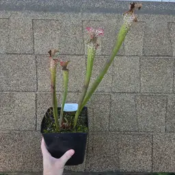 Seed grown Sarracenia leuco "White Giant" x 'Saurus'