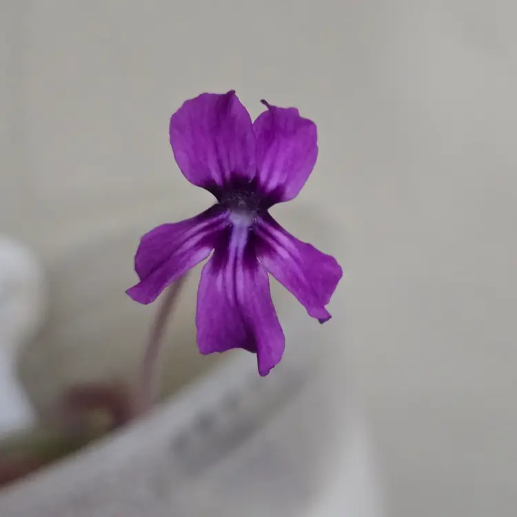 Pinguicula moranensis (Santa Catarina Juquila)