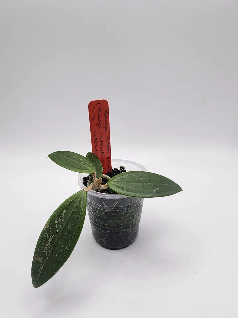 Hoya RHM2493 (Red)