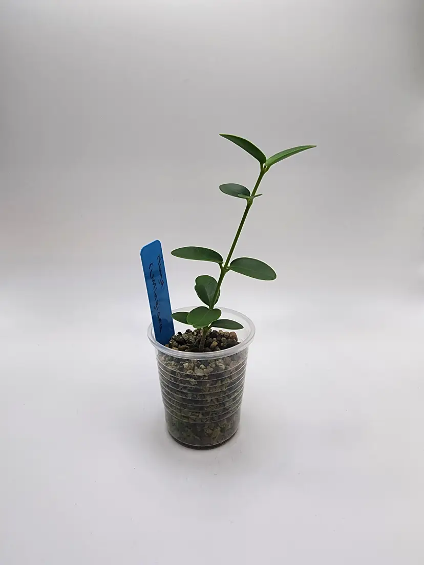 Hoya cumingiana