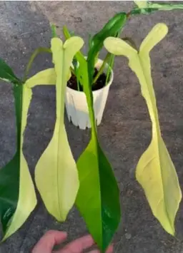 #01 (1 Unit) Philodendron Variegated Joepii TIssue Culture