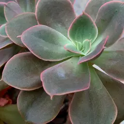 CUSTOM LISTING - kjbrown013