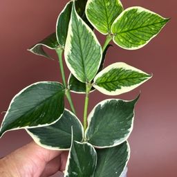 #3650 Polyneura outer varigated