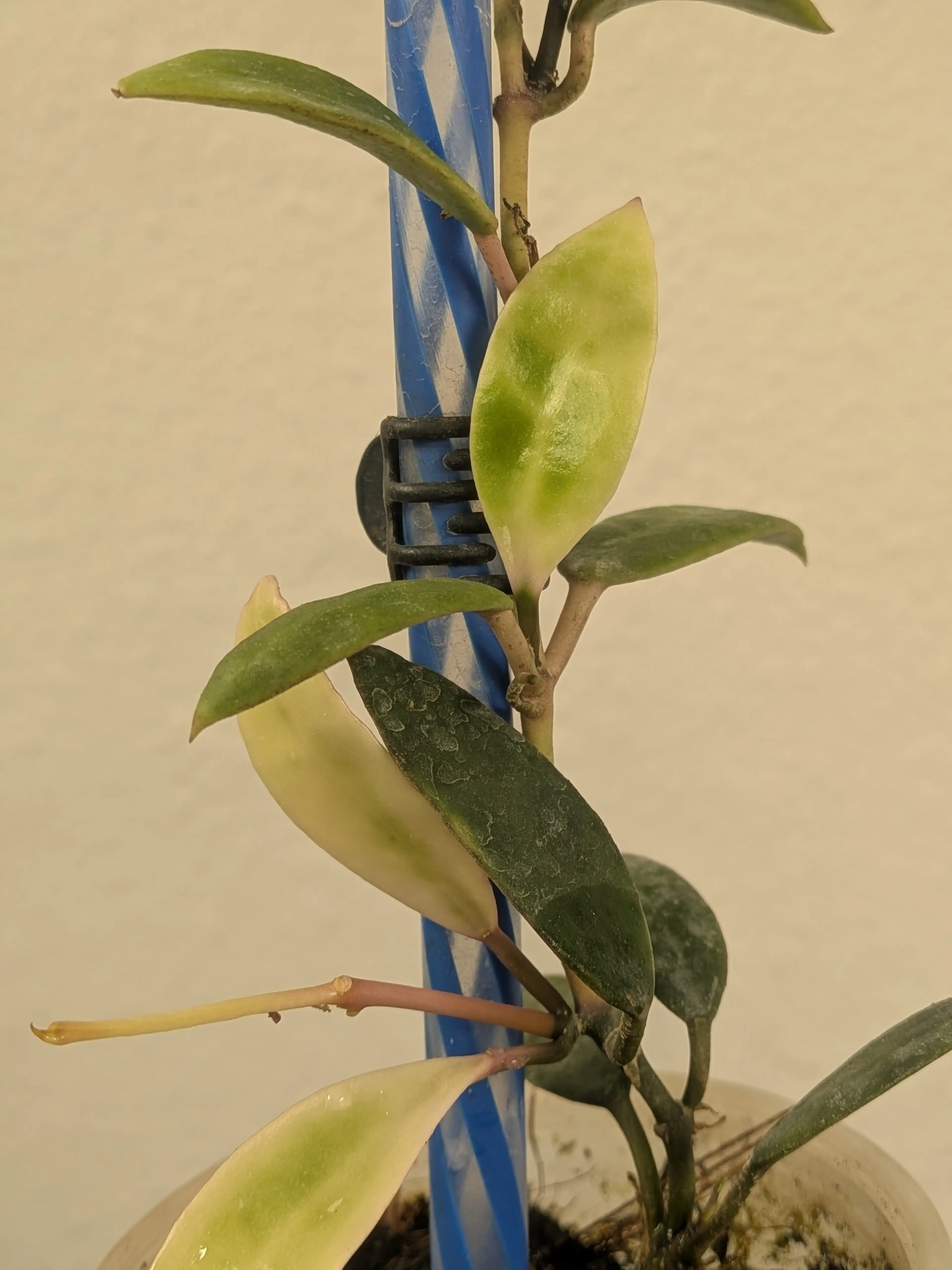 Image 4 of 6