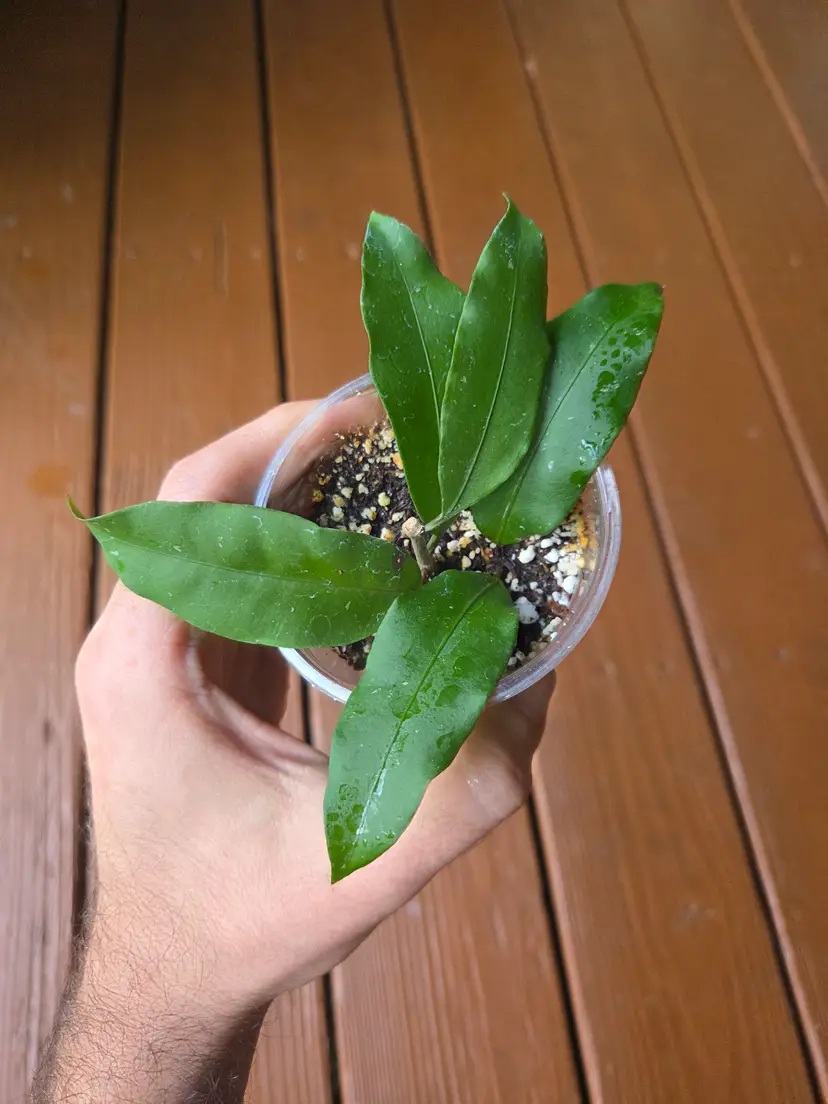 Hoya ALT999/Garut West Java/Tangammus