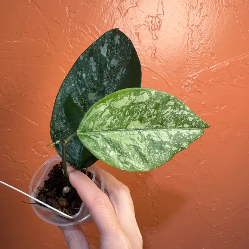 2056 Hoya coriacea (splash)