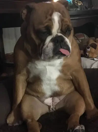 Rosey Invites You To The Sunday Show To See All The Items We Got, Brass Paperweights, Ornaments And So Much More. Lots Of New Items Hope To See You There!!!