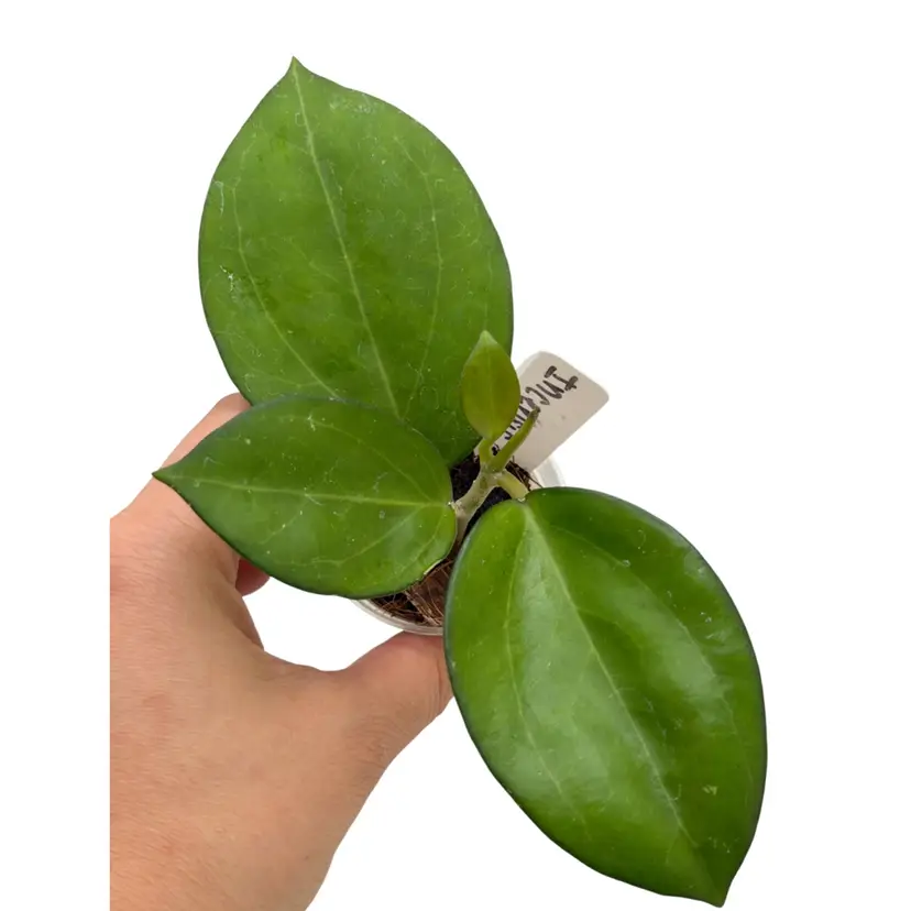 Hoya Incensis