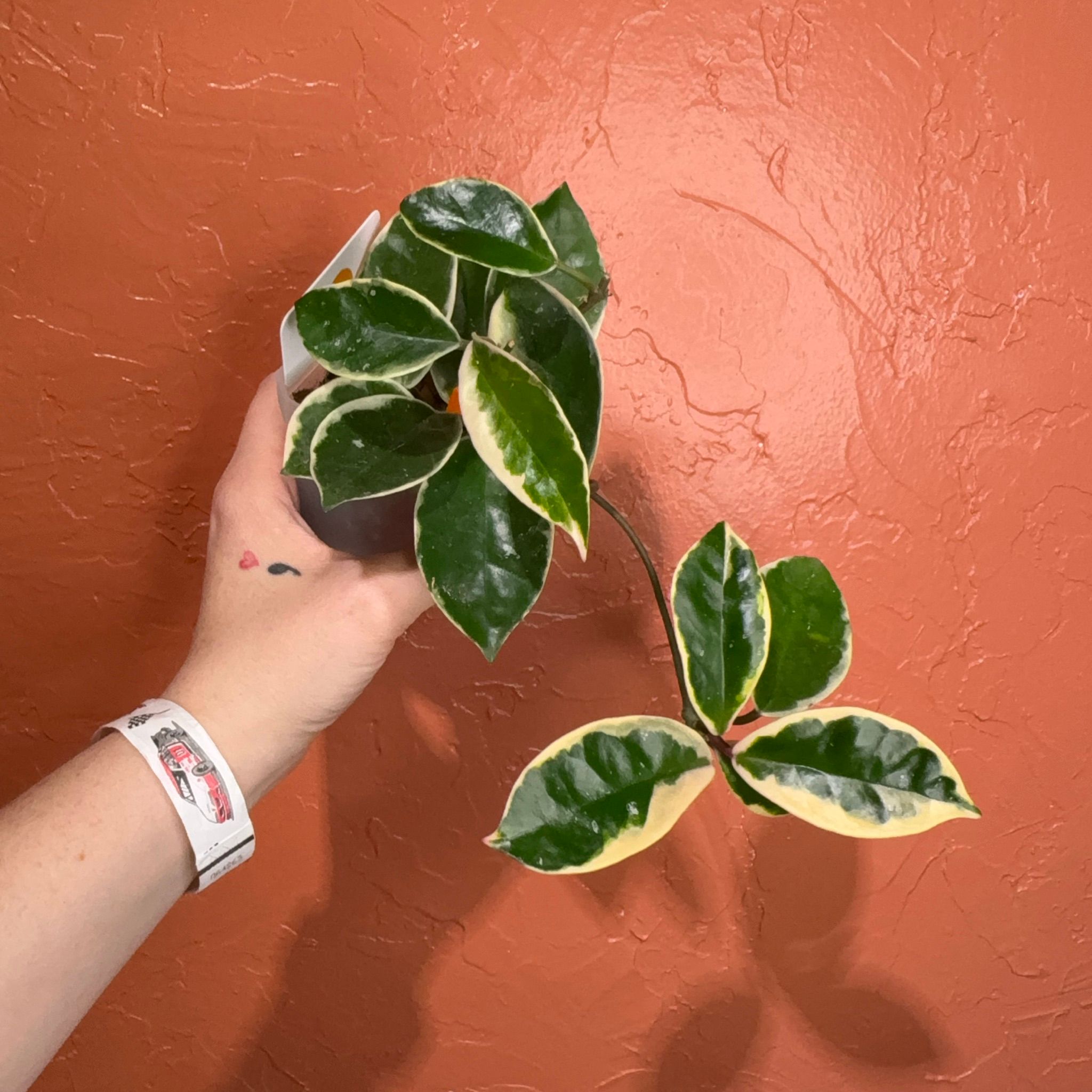 専用ですm(__)m ３点　　HOYA Overgrown Oasis · 7 Hoya AH 'Momo' (dasyantha variegated)