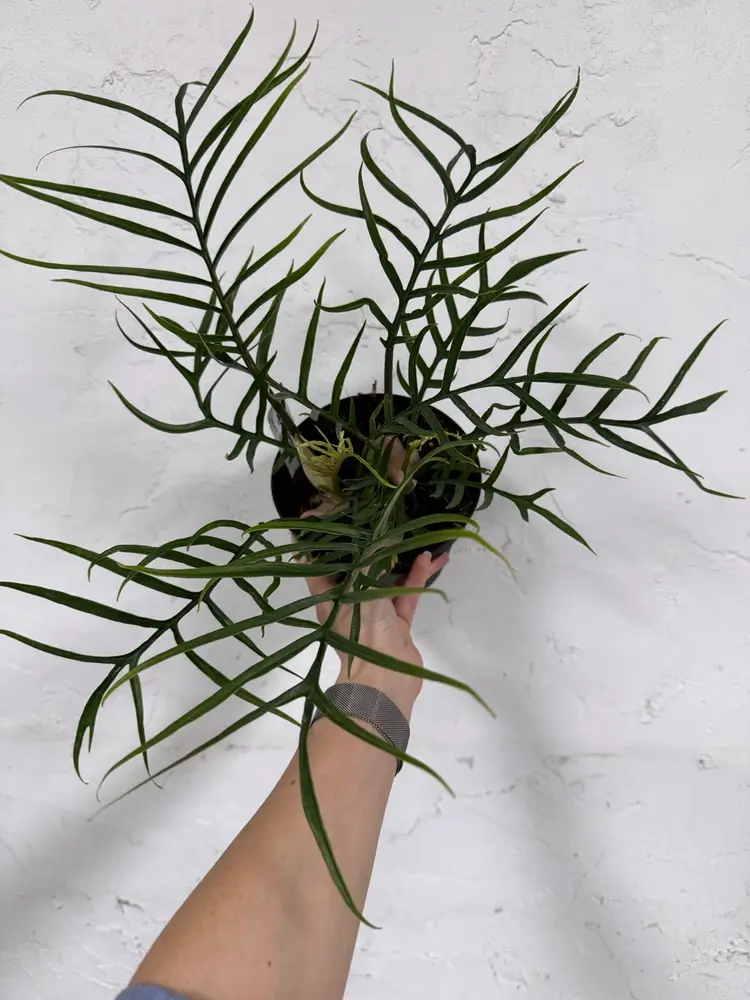 6” Philodendron Tortum