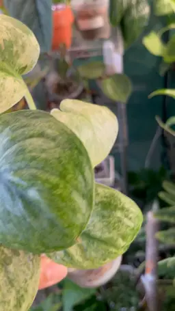 Scindapsus Halimoon (high Var)