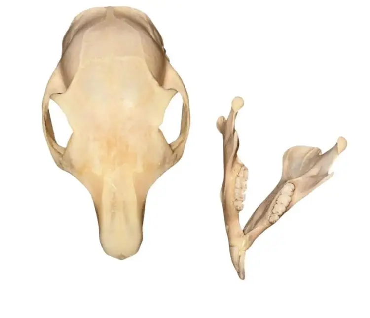 Eastern Fox Squirrel Skull taxidermy