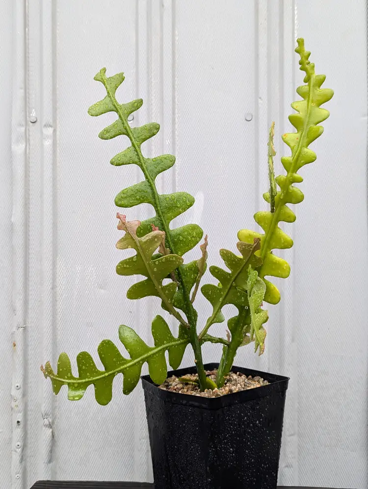 Epiphyllum anguliger