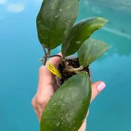 192 Hoya vitellina (orange)