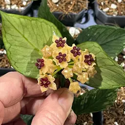 Hoya polyneura (reverted ‘Broget’)
